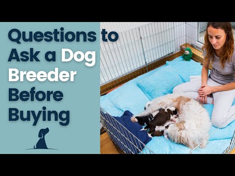 YouTube video about: How to email a dog breeder?