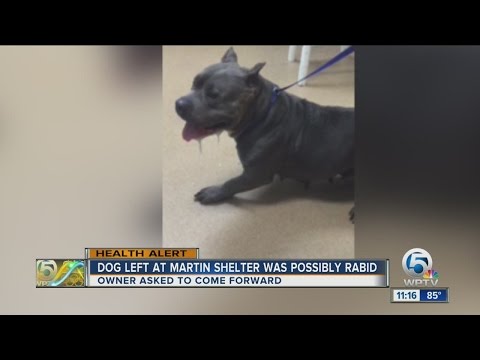 Possibly rabid dog dropped off at Humane Society of Treasure Coast