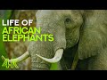Life Of African Elephants Largest Terrestrial Mammals Of The Earth 4K Nature Documentary Film