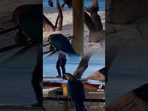 “Vibrant Beauty: A Parrot by the Shore”🦜🏖️😍#BeautifulParrot #BeachDiscovery #VibrantColors