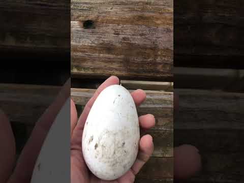 Chicken egg, duck egg, goose egg, which one is your favorite?