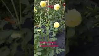 Download lagu Dahlia flower - August update #mygardeningspace #gardening #dahlias #dahliaflower mp3