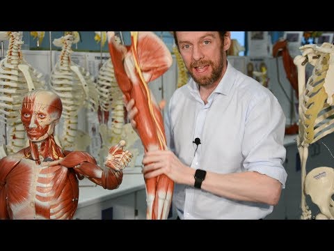 Nerves of the upper limb (anatomy)