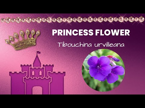Princess flower care at home, Tibouchina urvilleana | Brilliant House Plant