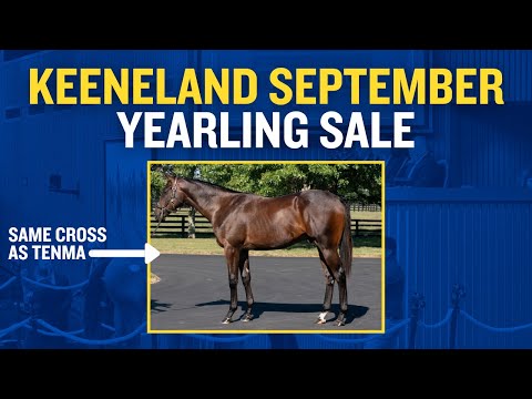 KEE SEPT SALE PREVIEW: Hip #266