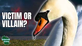 The Swan Problem That's Dividing America