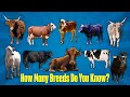 Different Types Of Cattle Breeds Every Farmer Should Know