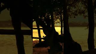 Download lagu reff bayangkanlah padi #shorts #quotes mp3