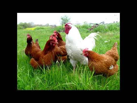 Cristi Dules - Vecină (feat. Claudia & Play AJ)