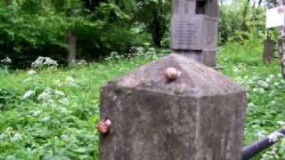 preview picture of video 'Wieliczka - kirkut (cmentarz) żydowski - Wieliczka Jewish cemetery'