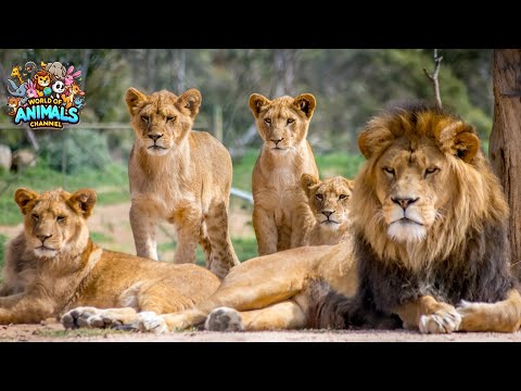 Lions – The Kings of the Savanna and the Secrets of the Apex Predator | World of Animals