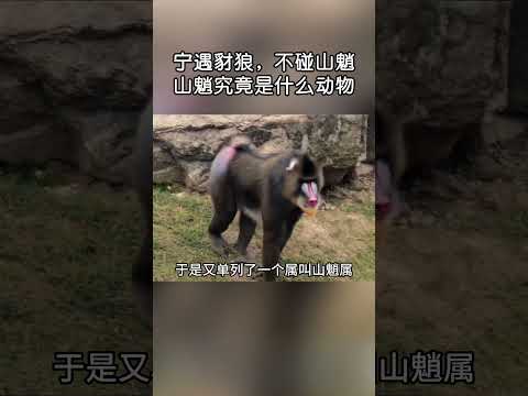 進山寧可碰見豺狼，也別招惹山魈！#shorts | #紀錄片 #有趣  #涨知识 #動物 #知識  #生物