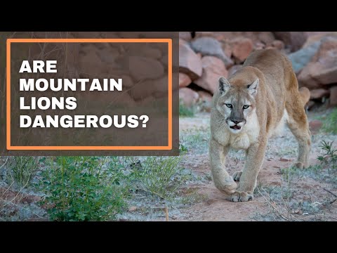Are Mountain Lions Dangerous?