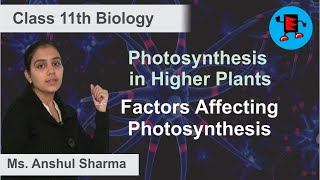 CBSE Class 11 Biology Photosynthesis in Higher Plants Factors Affecting Photosynthesis |Extraminds