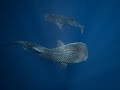 Cagayancillio Whalesharks chasing baitballs 
