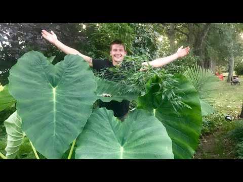 The Secret To Growing Taro in a Cold Climate | The Barefooted Gardener