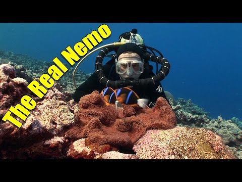 image-Was Nemo a clownfish?