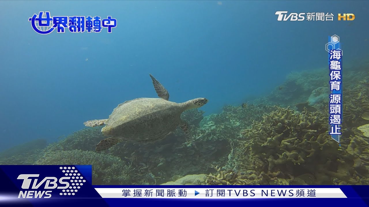 海洋中處處是危機 海龜遭魚線、魚鉤纏繞受傷擱淺多