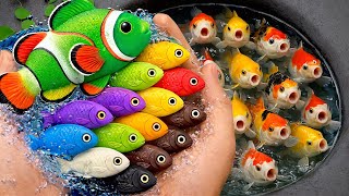 Download lagu Serok ikan warna-warni air tawar, ikan hias akuarium, ikan mas, ikan koi, ikan komet, katak lucu mp3 Download lagu Serok ikan warna-warni air tawar, ikan hias akuarium, ikan mas, ikan koi, ikan komet, katak lucu mp3