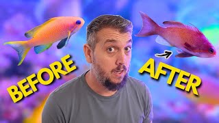 My Lyretail Anthias Changed Gender! Reef Tank Update
