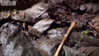 Ants Vs Crabs - a surprising winner! - Ant  Attack - BBC wildlife