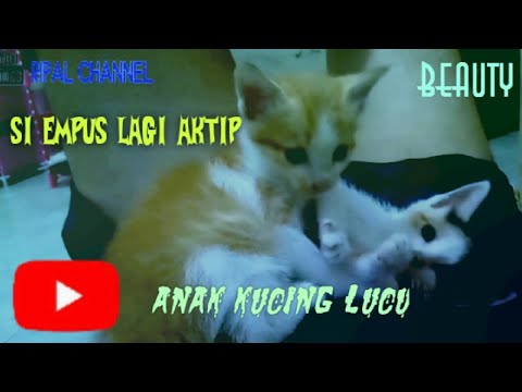 KUCING KESAYANGAN SANGAT LUCU