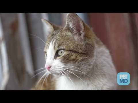 Cat Wound Care - YouTube