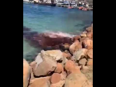 Cape fur seal attacks dwarf sperm whale in Haut Bay Harbor of Cape Town, South Africa. The video end
