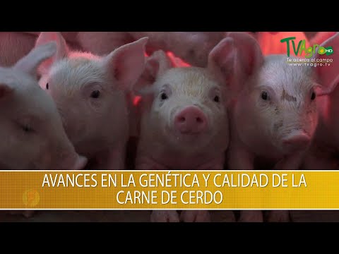 , title : 'Avances en la Genetica y Calidad de la Carne de Cerdo- TvAgro por Juan Gonzalo Angel Restrepo'