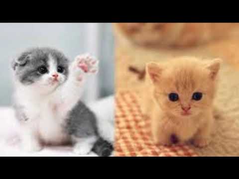 Cute kittens , song [ 3endi Bisi