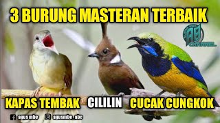 Download lagu Cucak cungkok || cililin || kapas tembak || 3 burung masteran terbaik mp3
