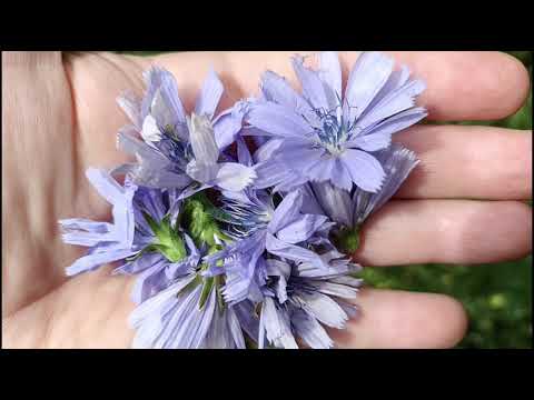 Cykoria podróżnik: niezwykła podróżniczka w krainie smaku i zdrowia.