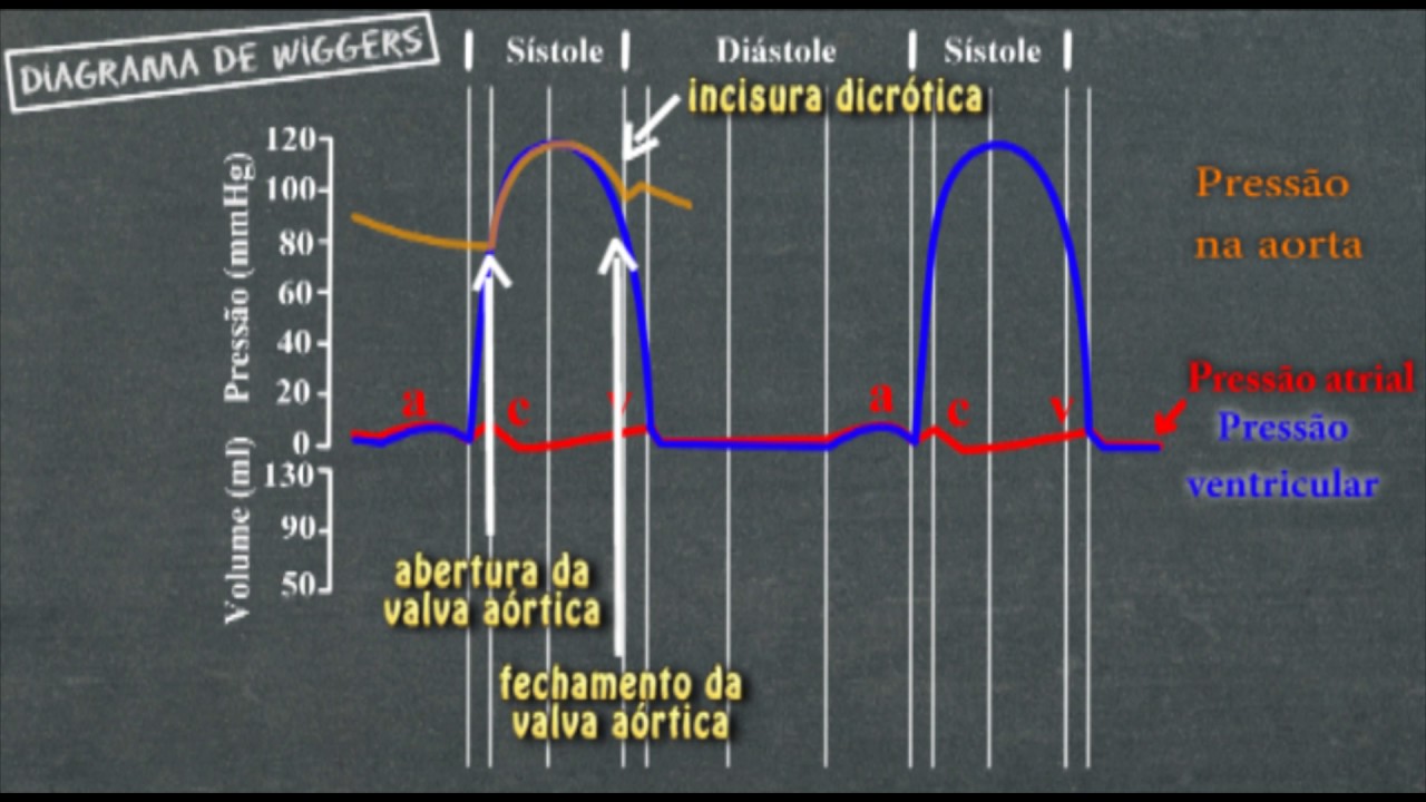 Fisiologia cardíaca   Diagrama de Wiggers