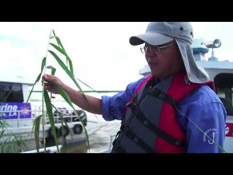 Roseau Cane Mealy Bug