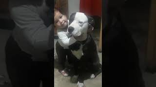 Algo Mas Bello Que Esto.?La Prueba De Que Los Pitbull No Son Malos..