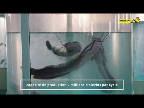 Vidéo Unité Hassi Benabdellah Ouargla