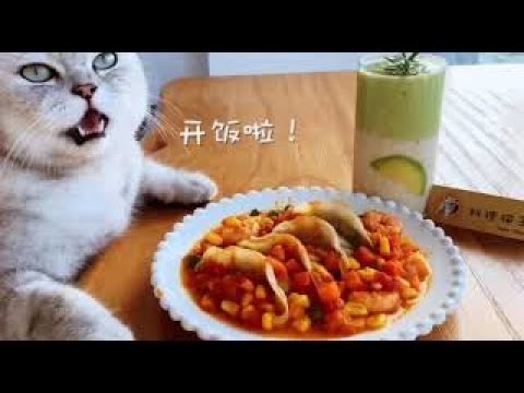 Super Cat Chef  | Super Funny Cat Videos 🙋🏻‍♀️❤️