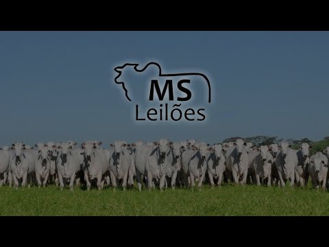 MS Leilões - 25-08-26 - CRUZMALTINA-PR