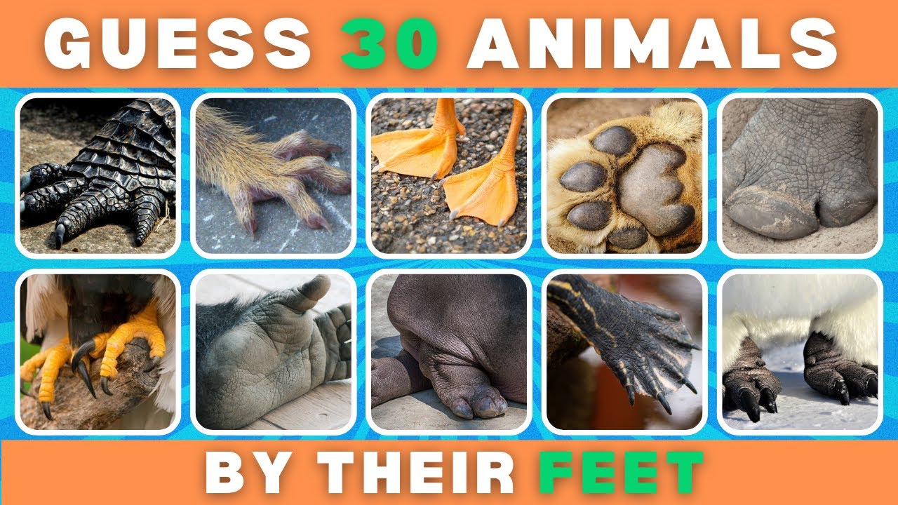 Can You Guess the Animal by Their Feet? | Guess the Animal: Feet Edition