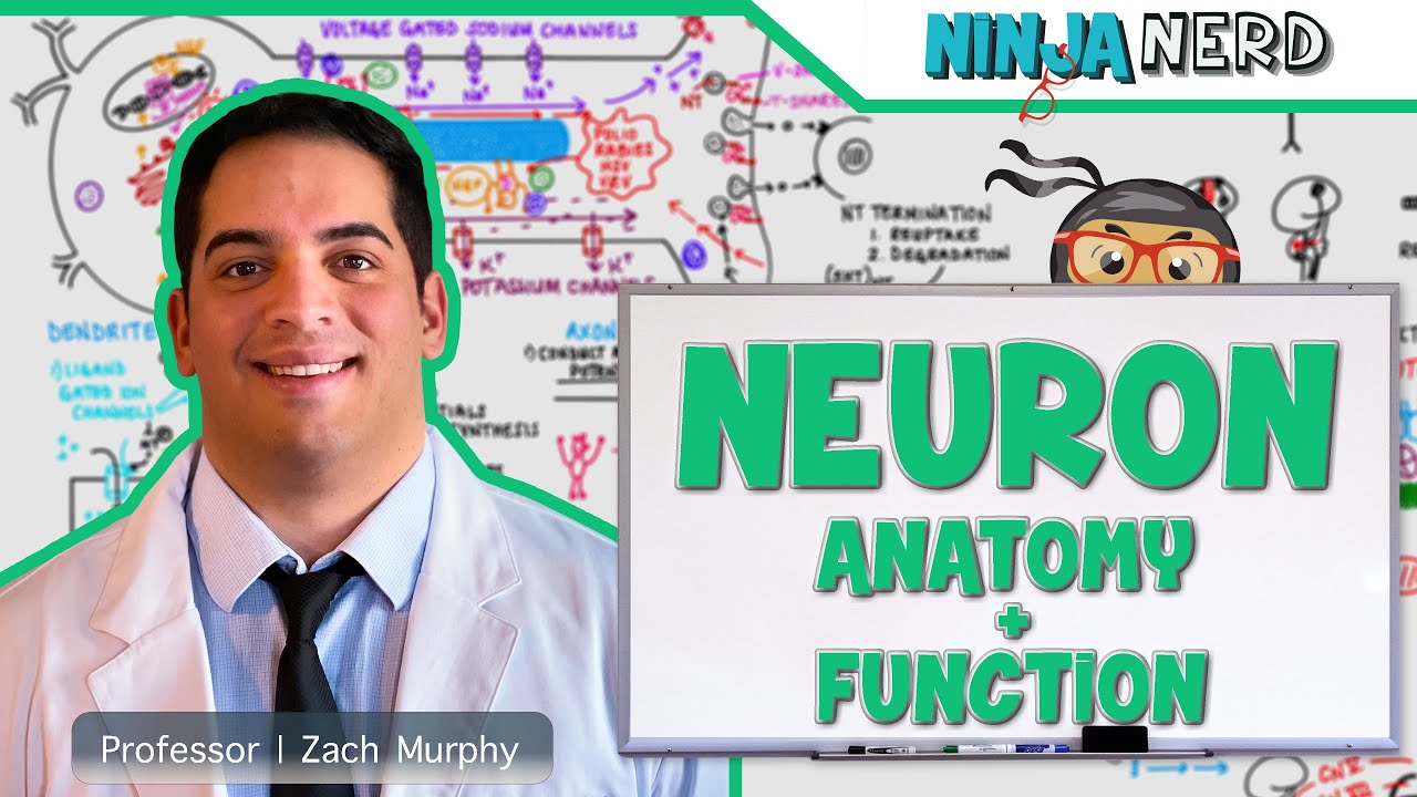 Neurology | Neuron Anatomy & Function