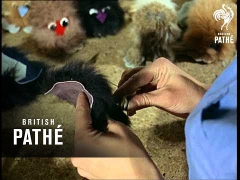 Fuzzbug Dolls (1966)