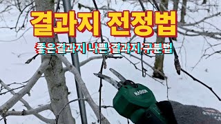 좋은 결과지(꽃눈) 나쁜 결과지(꽃눈) 구분방법