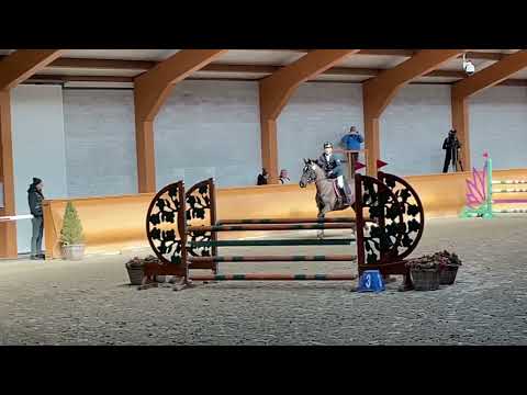 KTO Terminator - 2017, mare, (Dominator Z x Cicero Z) - CSIYH Peelbergen