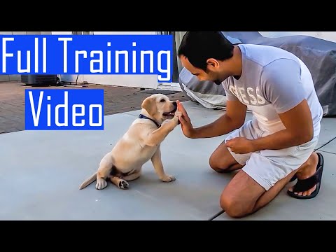Puppies Trainning