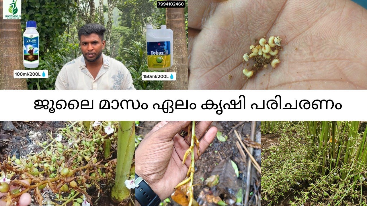 ജൂലൈ മാസം ഏലം കൃഷി പരിചരണം | Cardamom cultivation care in July