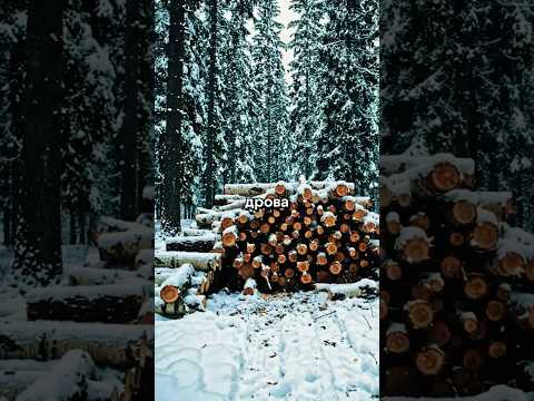 Почему на Руси сырое полено могло убить всю семью