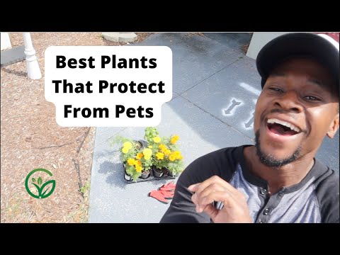 MARIGOLDS ARE The BEST COMPANION PLANT FOR YOUR GARDEN! Also Planting Basil and Dill!