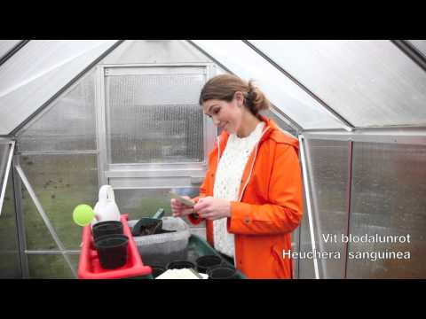 Höstså och vinterså perenner till din odlade trädgård! Höstsådder