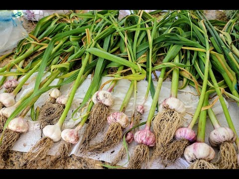 download lagu mp3 mp4 Garlic Rot, download lagu Garlic Rot gratis, unduh video klip Garlic Rot