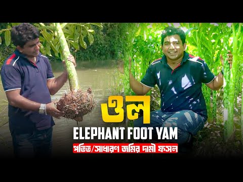 Elephant Foot Yam(ওল)- পতিত/সাধারণ জমির দামী ফসল